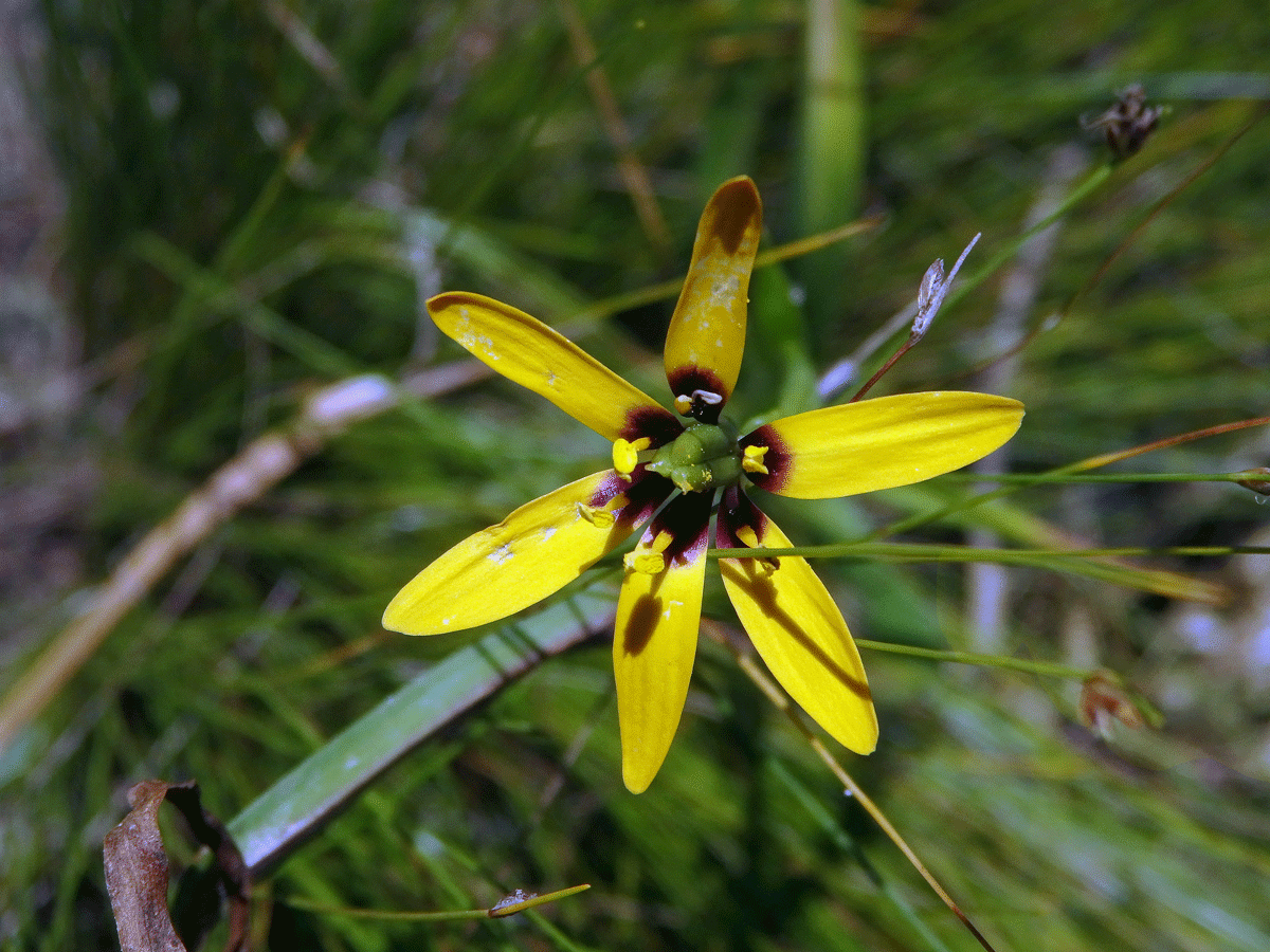 Baeometra uniflora (Jacq.) G. J. Lewis