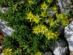 Lomikámen vždyzelený (Saxifraga aizoides L.)
