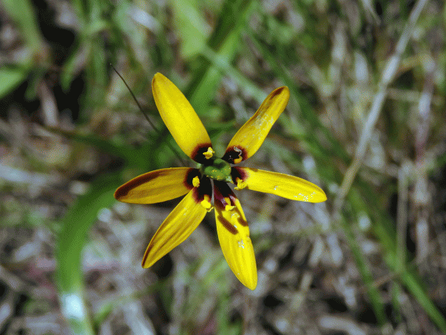 Baeometra uniflora (Jacq.) G. J. Lewis