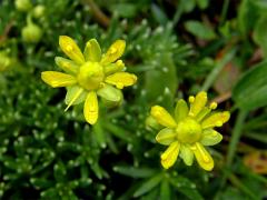 Lomikámen vždyzelený (Saxifraga aizoides L.)