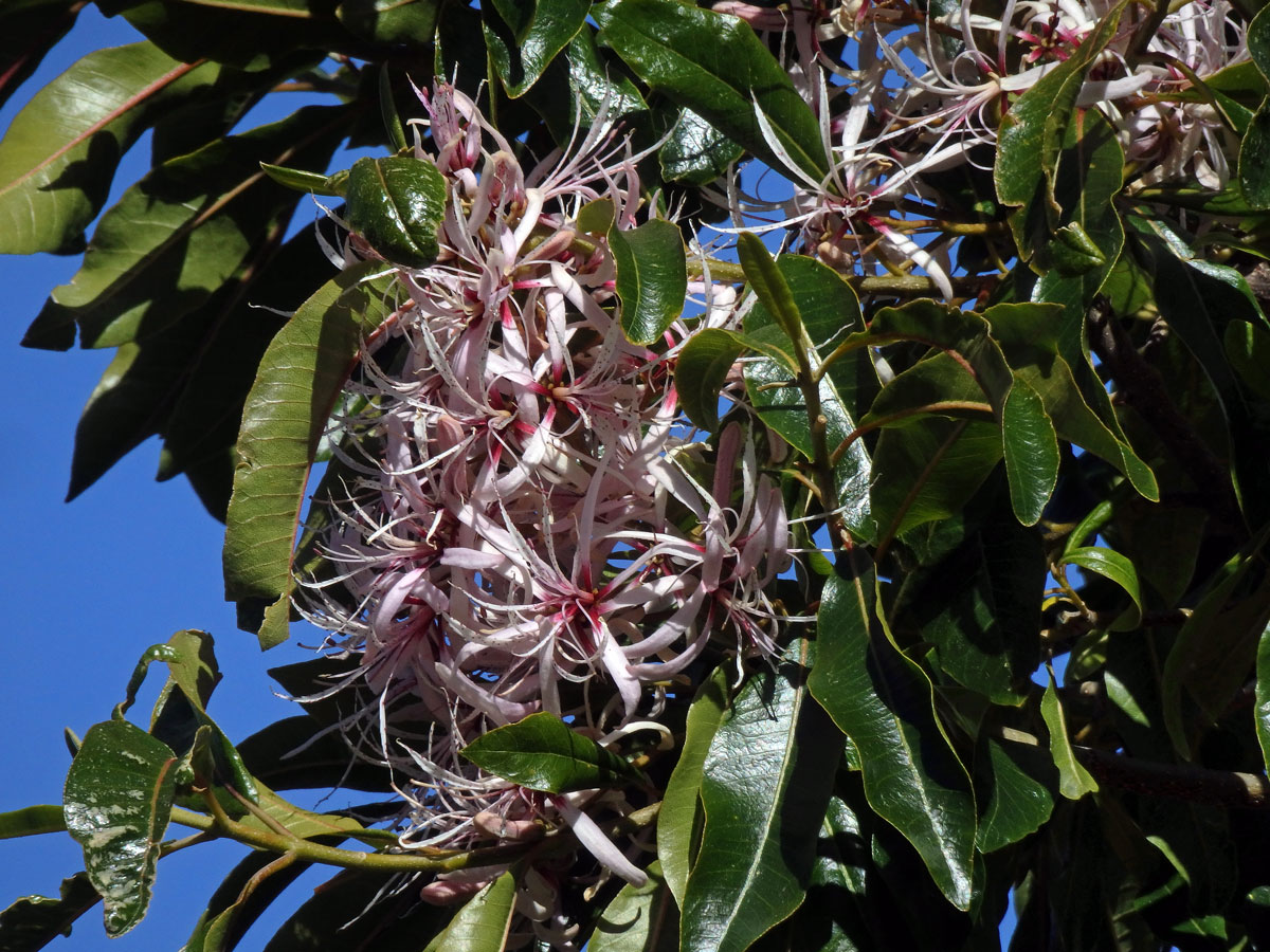 Calodendrum capense Thunb.