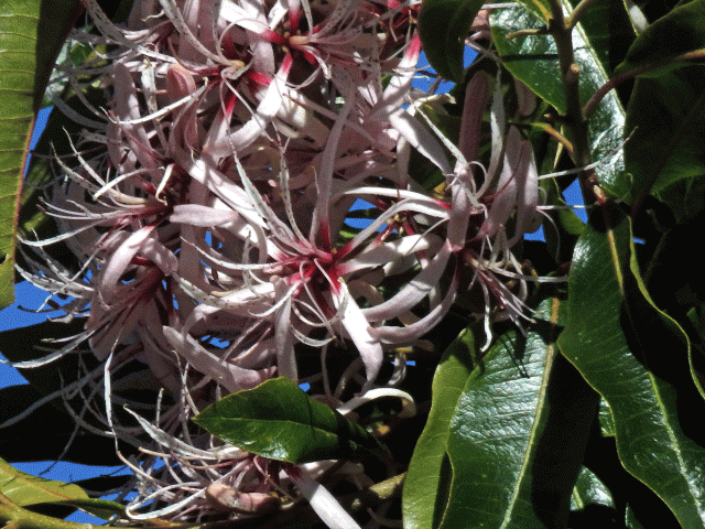 Calodendrum capense Thunb.