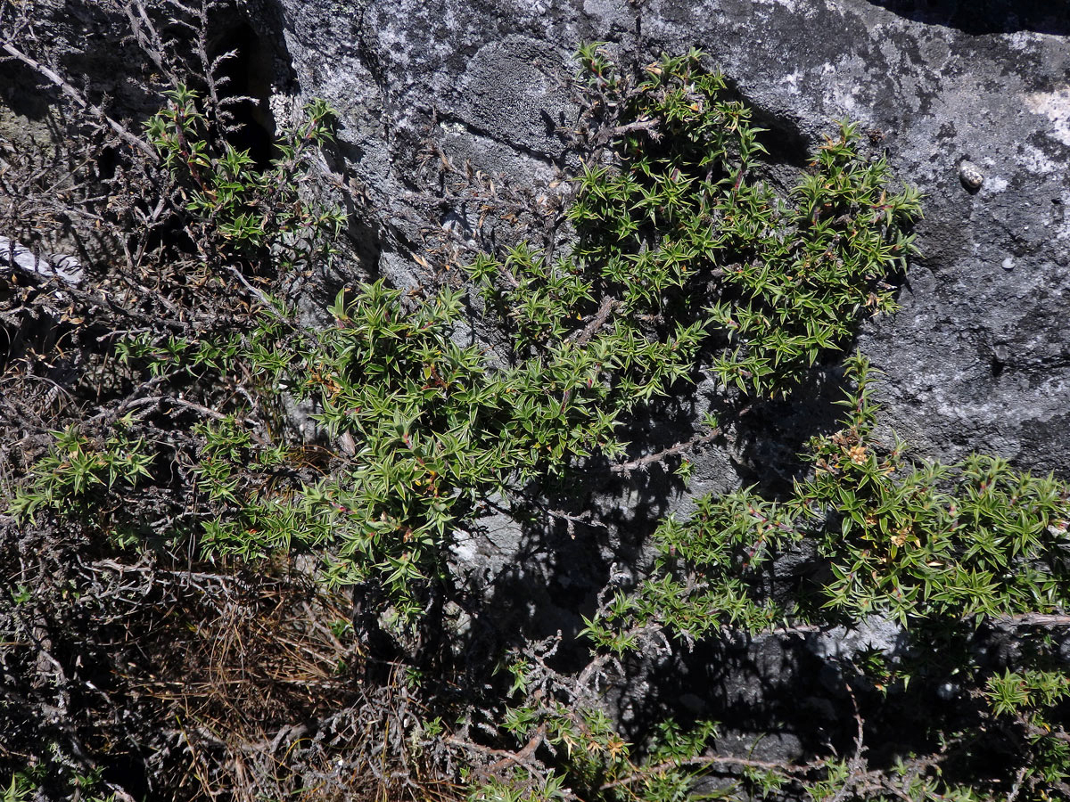 Cliffortia ruscifolia L.