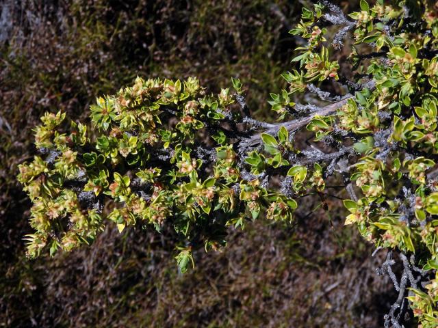 Cliffortia ruscifolia L.