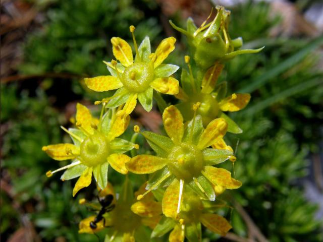 Lomikámen vždyzelený (Saxifraga aizoides L.)