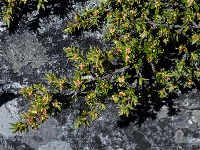 Cliffortia ruscifolia L.