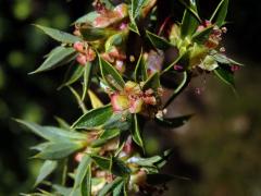 Cliffortia ruscifolia L.