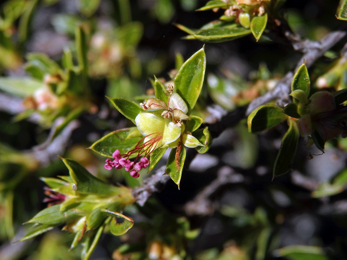 Cliffortia ruscifolia L.