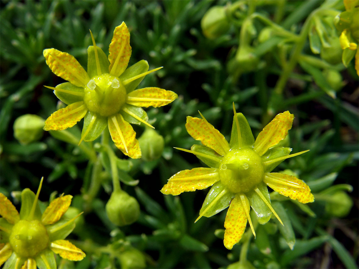 Lomikámen vždyzelený (Saxifraga aizoides L.)