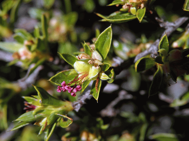 Cliffortia ruscifolia L.