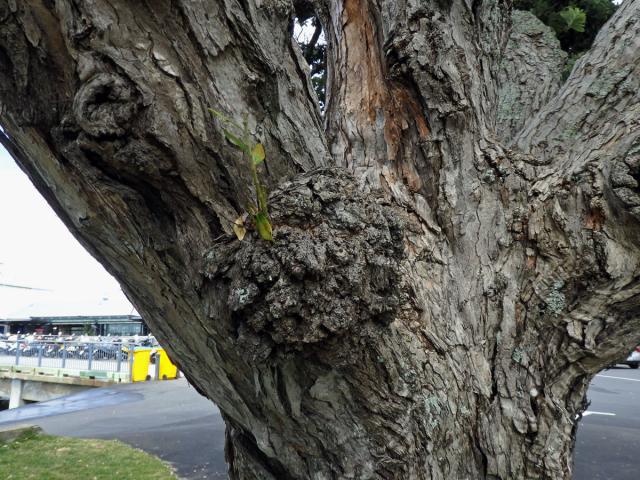 Nádor na železneci (Metrosideros excelsa (6)