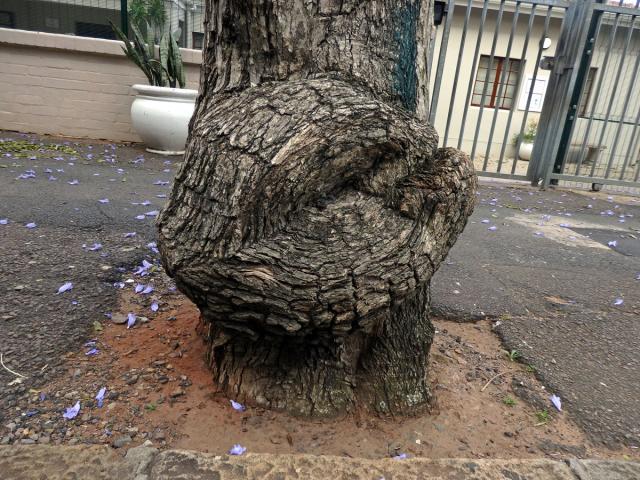 Nádor na kmeni Jacaranda mimosifolia