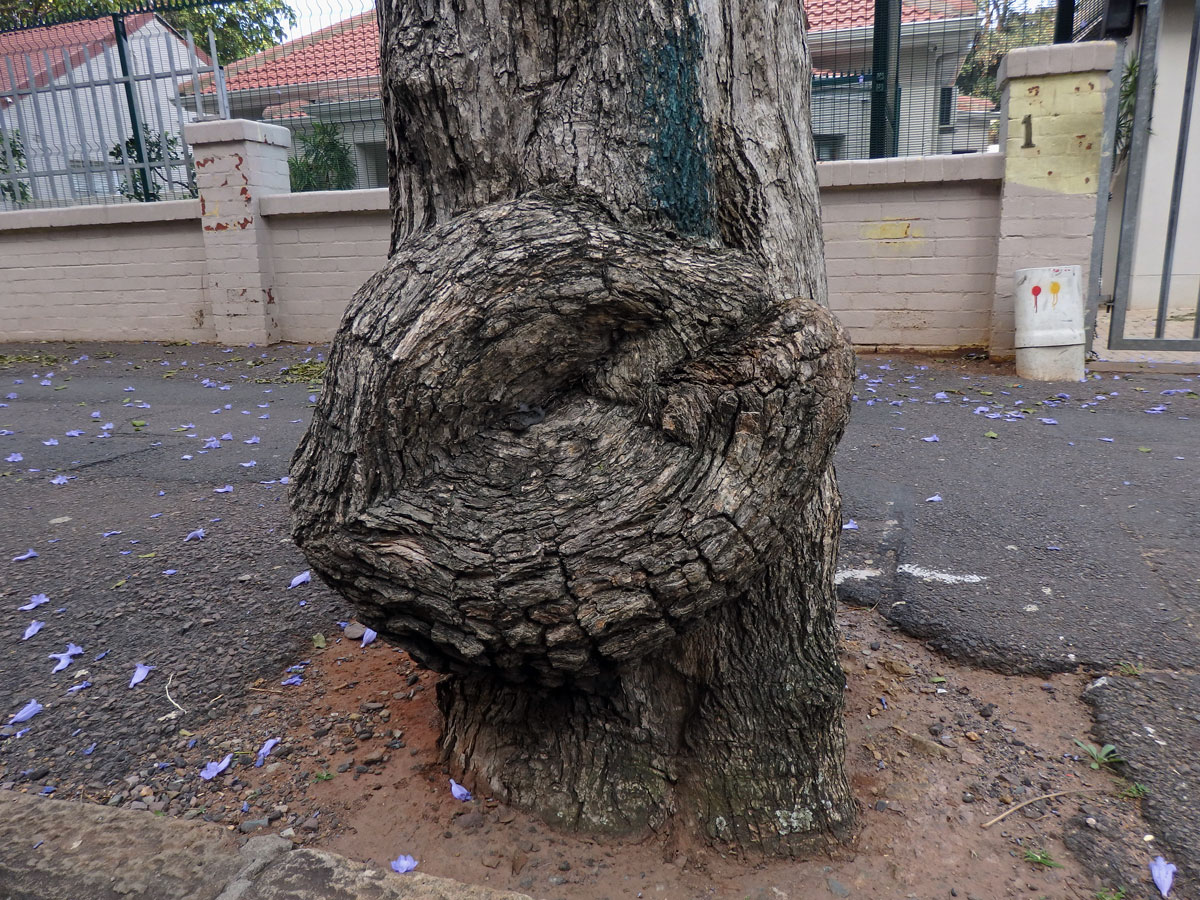 Nádor na kemeni Jacaranda mimosifolia