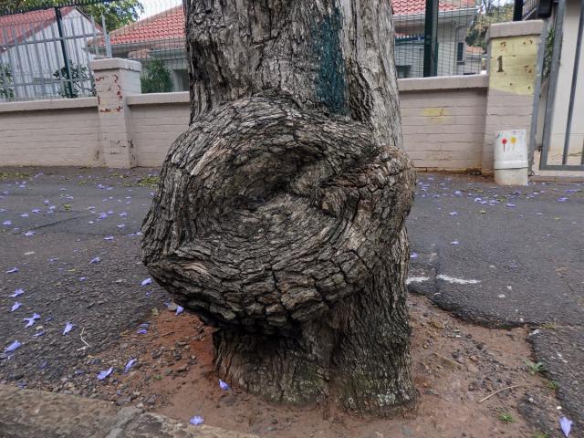 Nádor na kemeni Jacaranda mimosifolia