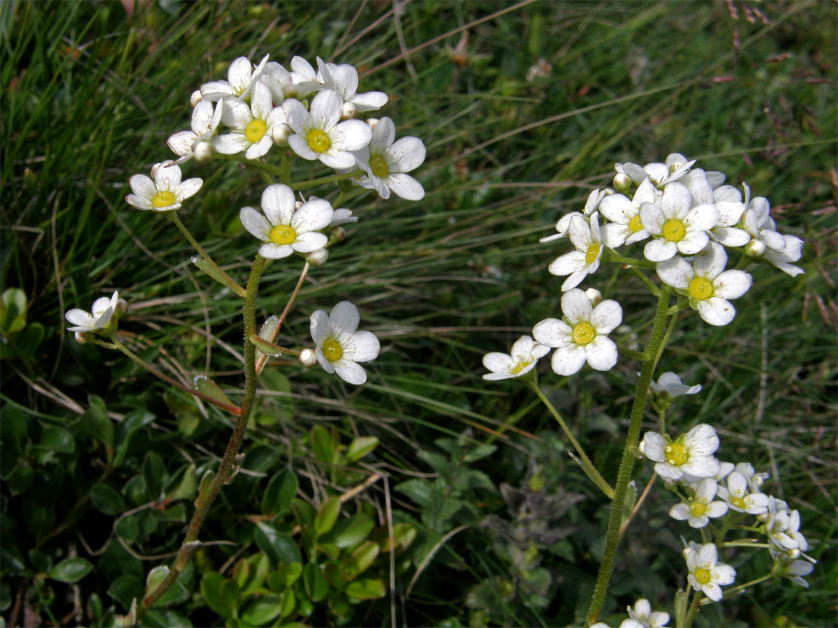 Lomikámen vždyživý (Saxifraga panicullata Miller)