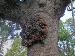 Nádor na dubu letním (Quercus robur L.) (45b)
