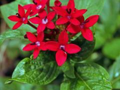 Pětkovec (Pentas lanceolata (Forssk.) Deflers), čtyřčetný květ (2)