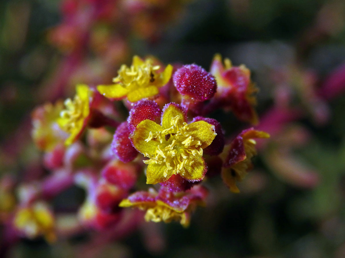 Čtyřboč (Tetragonia fruticosa L.), pětičetný květ