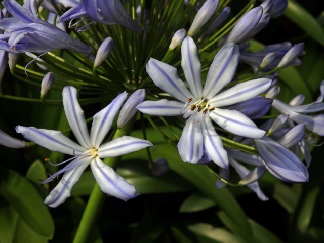 Kalokvět (Agapanthus praecox Willd.), šesti- a osmičetný květ (1a)