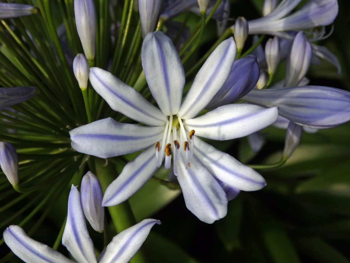 Kalokvět (Agapanthus praecox Willd.) s osmičetným květem (1b)