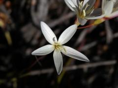 Duhovnice (Ixia orientalis L. Bolus), pětičetný květ