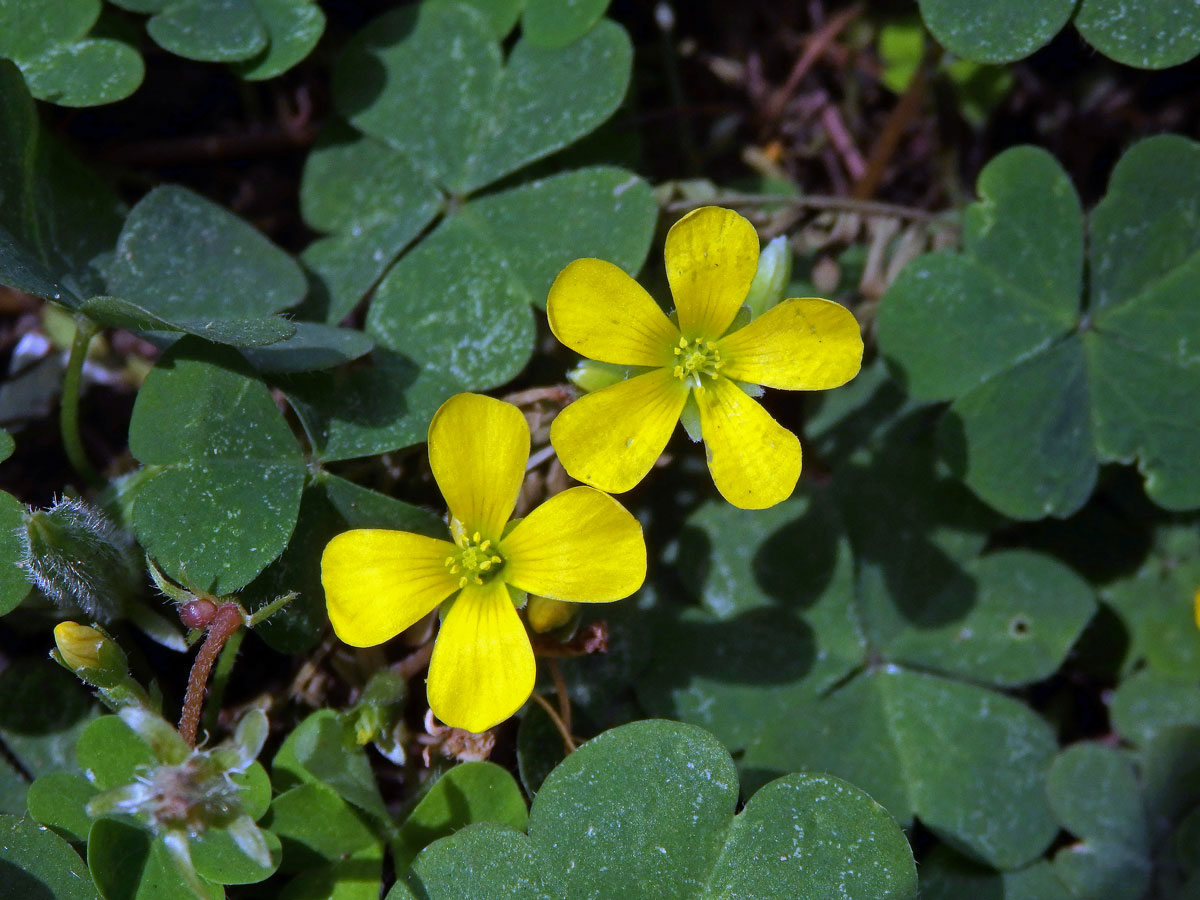 Šťavel prérijní (Oxalis dillenii Jacq.), čtyřčetný květ (1a)