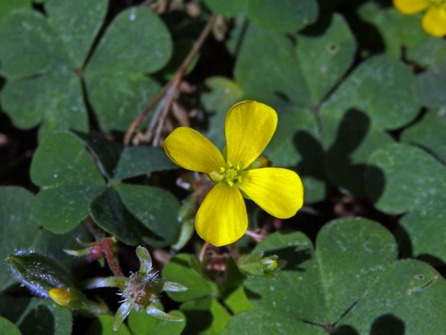 Šťavel prérijní (Oxalis dillenii Jacq.), čtyřčetný květ (1b)