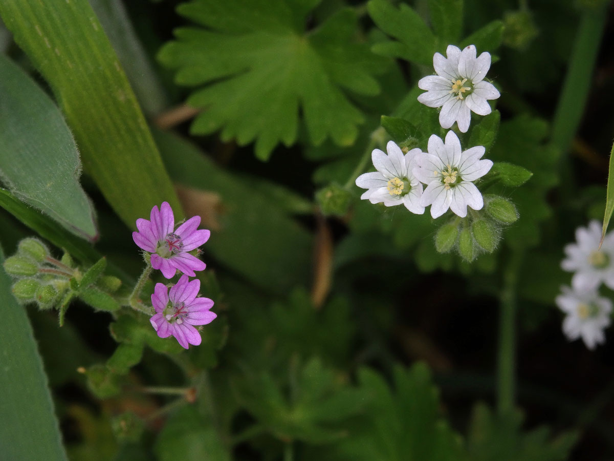 Kakost pyrenejský (Geranium pyrenaicum Burm. fil.) s bílými květy (1a)