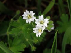 Kakost pyrenejský (Geranium pyrenaicum Burm. fil.) s bílými květy (1b)