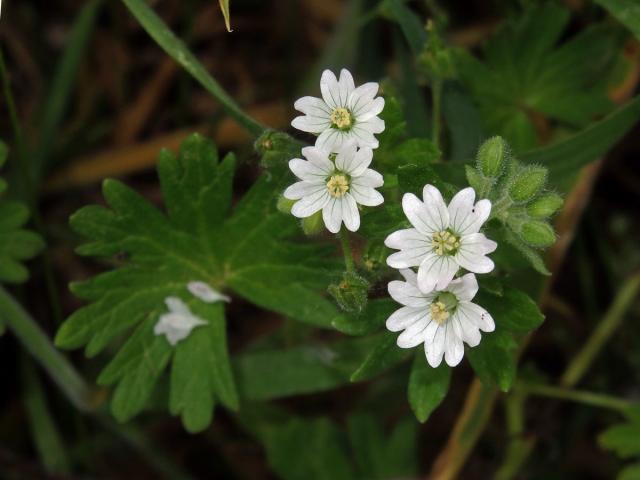 Kakost pyrenejský (Geranium pyrenaicum Burm. fil.) s bílými květy (1c)