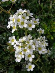 Lomikámen vždyživý (Saxifraga panicullata Miller)