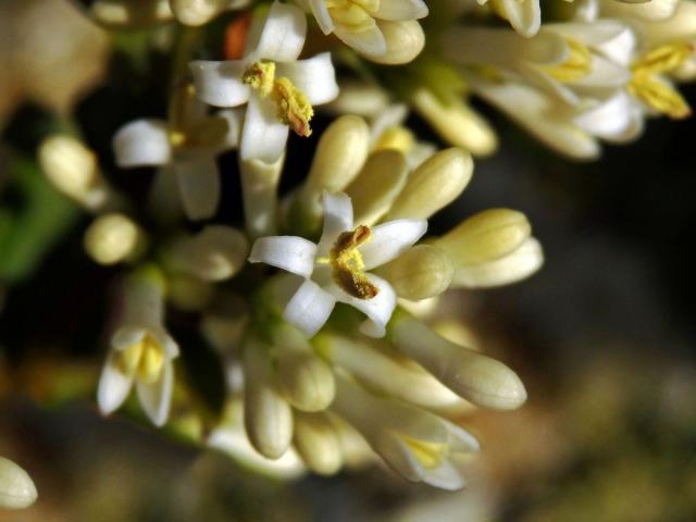 Ptačí zob vejčitolistý (Ligustrum ovalifolium Hassk.), pětičetný květ (2)