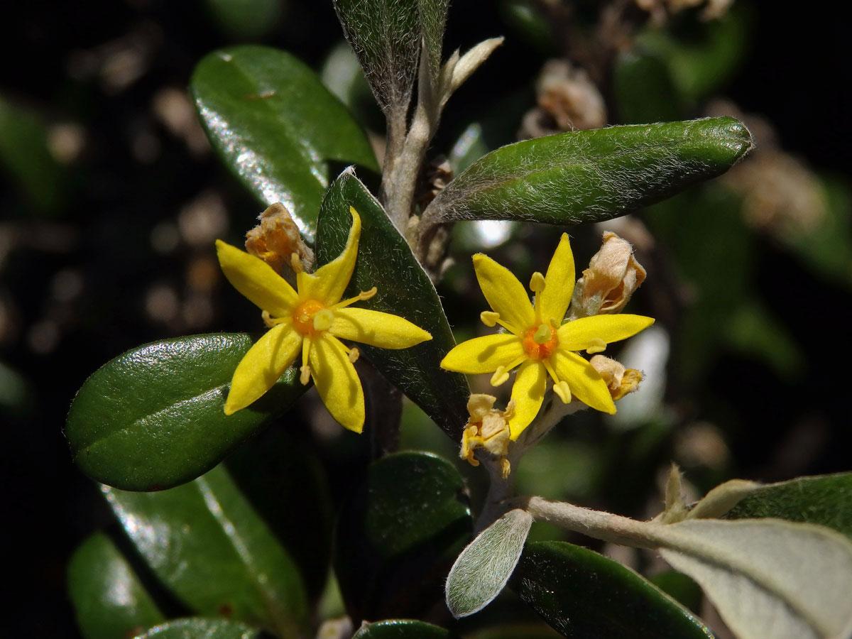 Corokia macrocarpa Kirk, šestičený květ (1a)