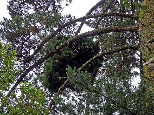 Čarověník na borovici přímořské (Pinus pinaster Aiton) (15a)