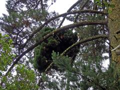 Čarověník na borovici přímořské (Pinus pinaster Aiton) (15a)