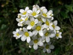 Lomikámen vždyživý (Saxifraga panicullata Miller)