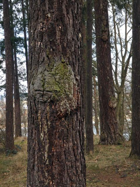 Douglaska tisolistá (Pseudotsuga menziesii (Mirbel) Franco) s nádorem na kmeni (2a)