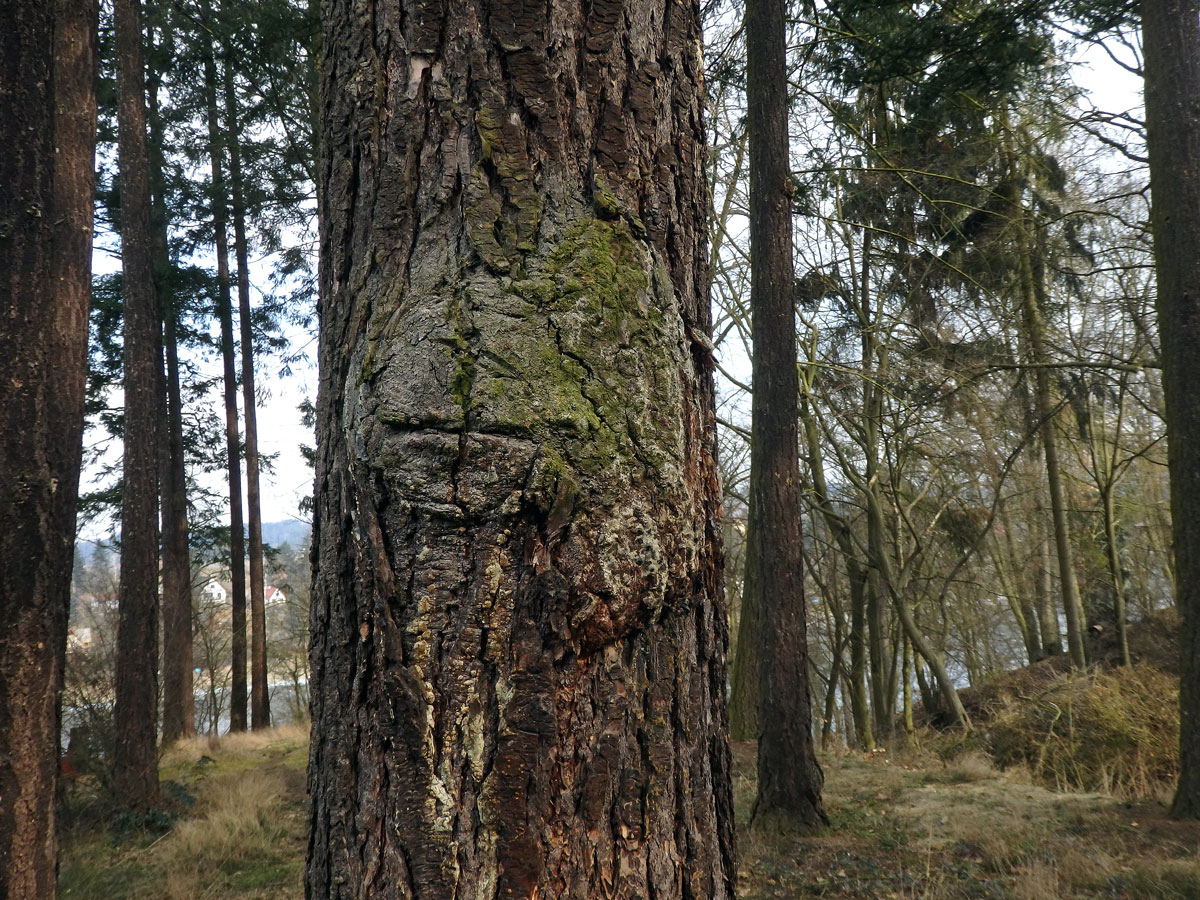 Douglaska tisolistá (Pseudotsuga menziesii (Mirbel) Franco) s nádorem na kmeni (2b)