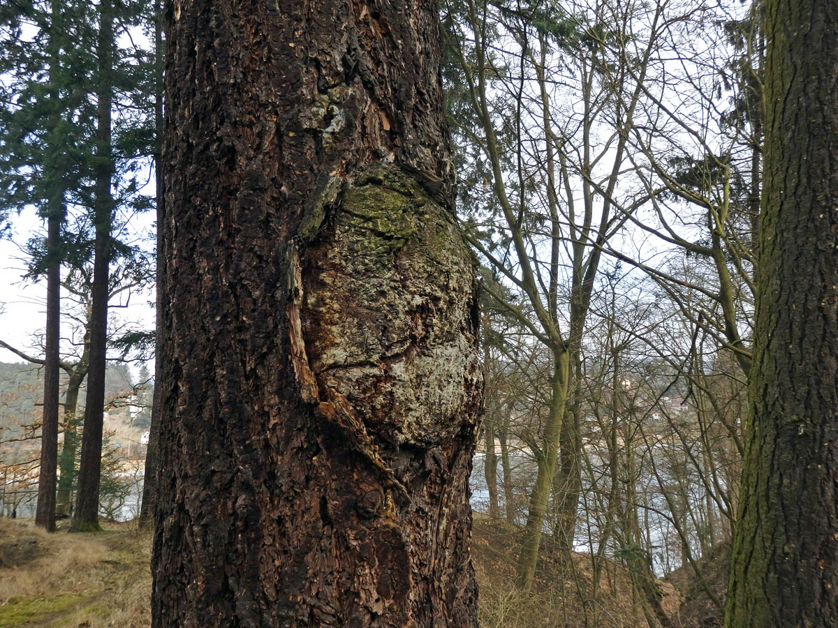 Douglaska tisolistá (Pseudotsuga menziesii (Mirbel) Franco) s nádorem na kmeni (3a)