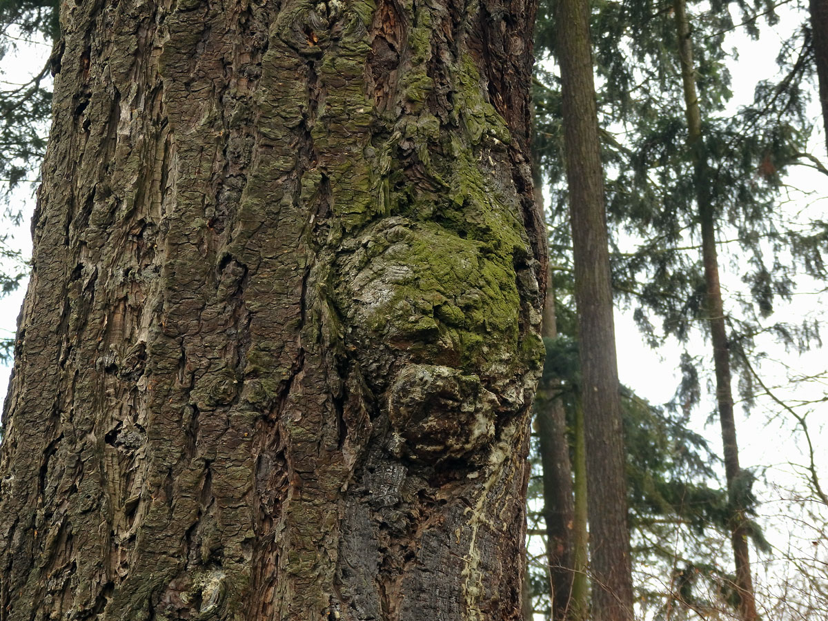 Douglaska tisolistá (Pseudotsuga menziesii (Mirbel) Franco) s nádorem na kmeni (4a)