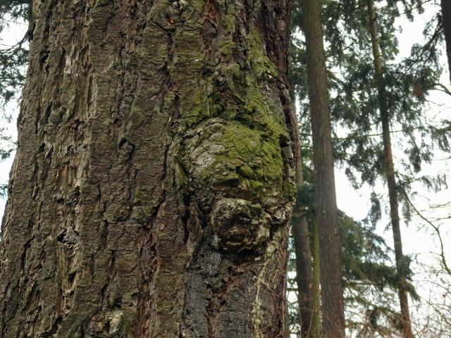 Douglaska tisolistá (Pseudotsuga menziesii (Mirbel) Franco) s nádorem na kmeni (4a)