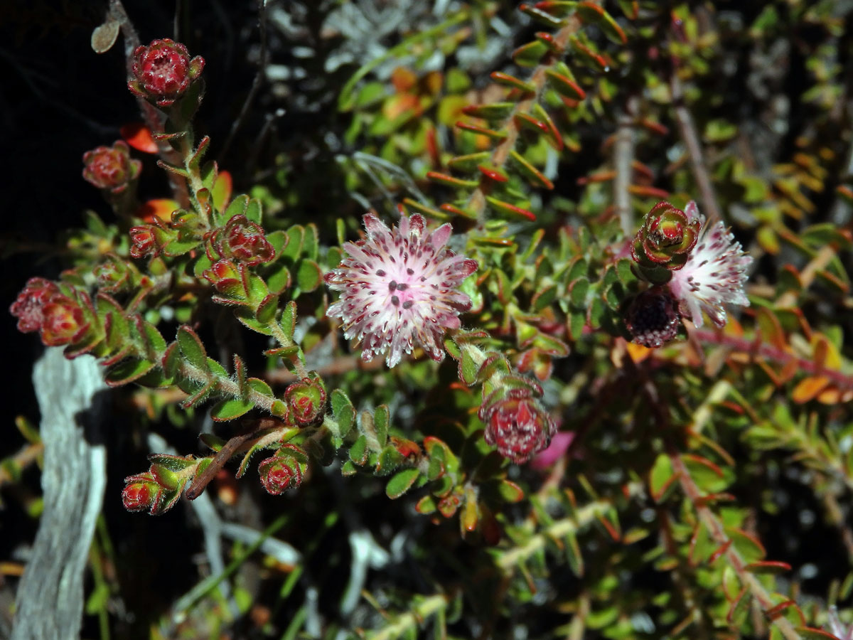 Diastella divaricata (P. J. Bergius) Rourke