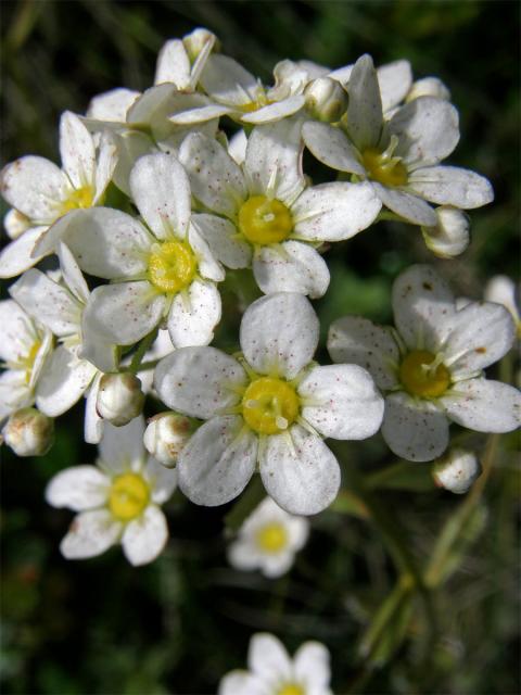 Lomikámen vždyživý (Saxifraga panicullata Miller)