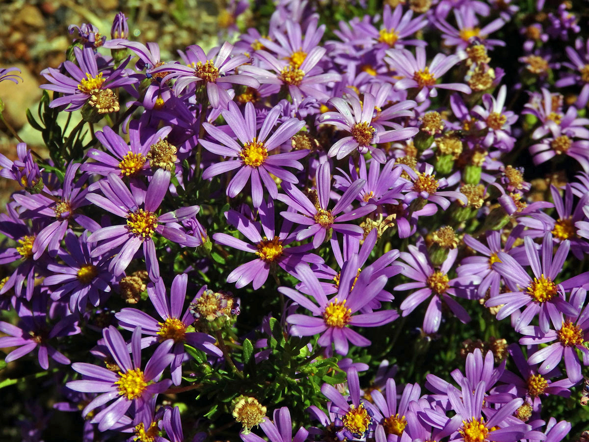 Felicia fruticosa (L.) G. Nicholson