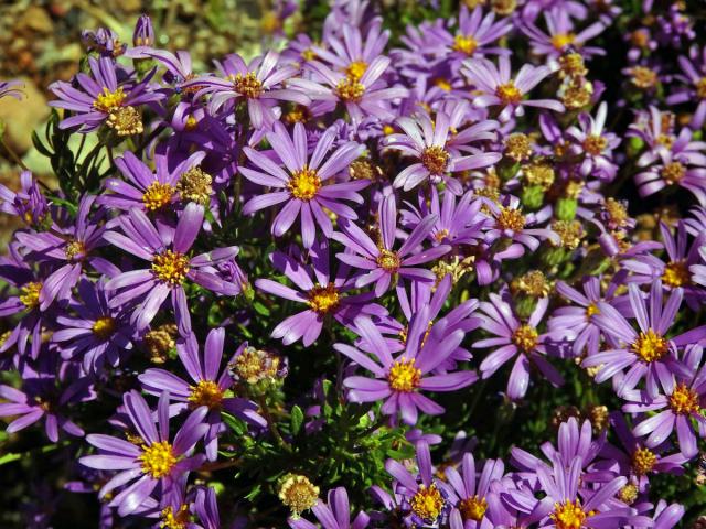 Felicia fruticosa (L.) G. Nicholson