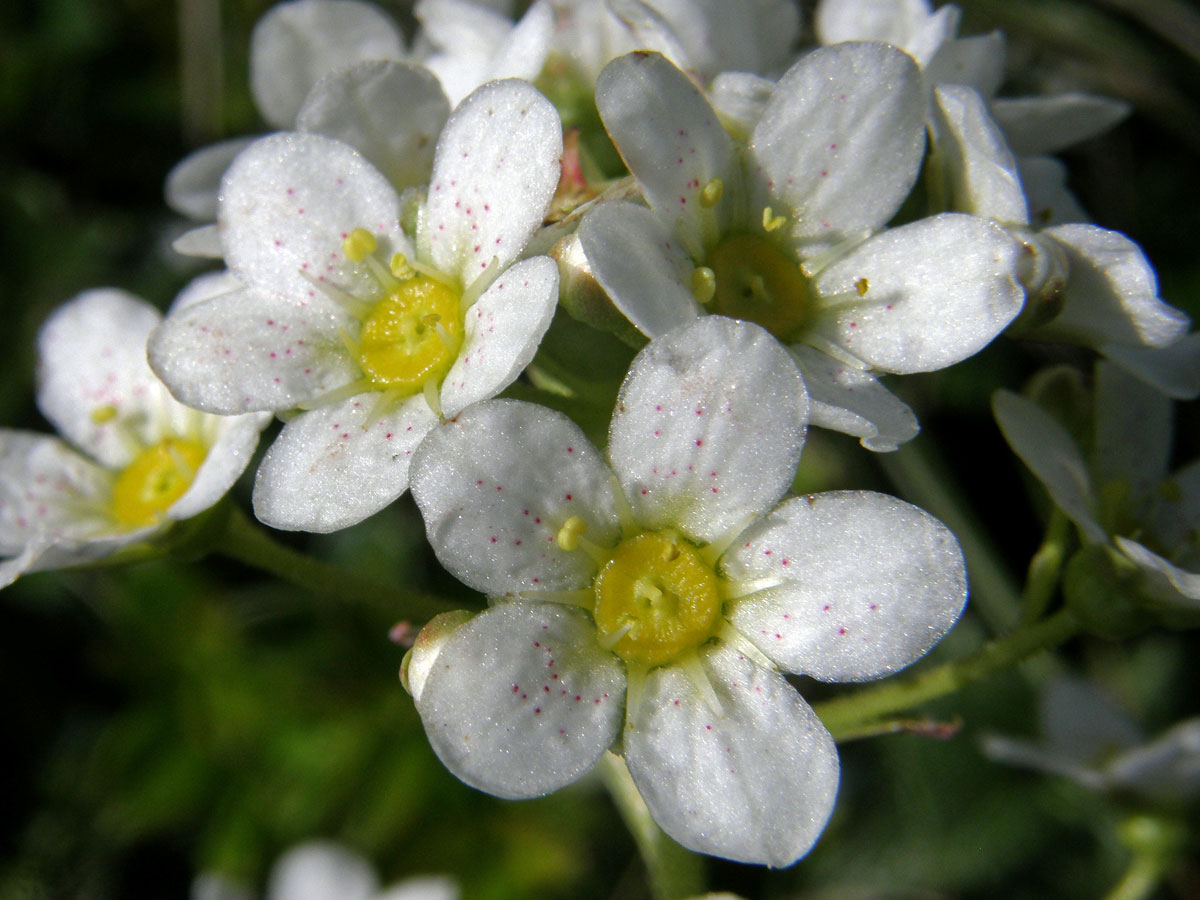 Lomikámen vždyživý (Saxifraga panicullata Miller)