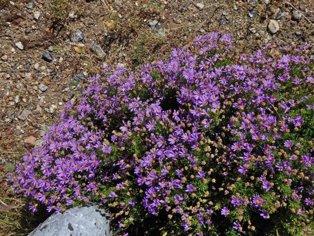 Felicia fruticosa (L.) G. Nicholson