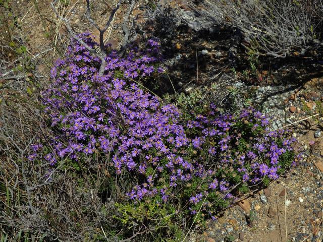 Felicia fruticosa (L.) G. Nicholson