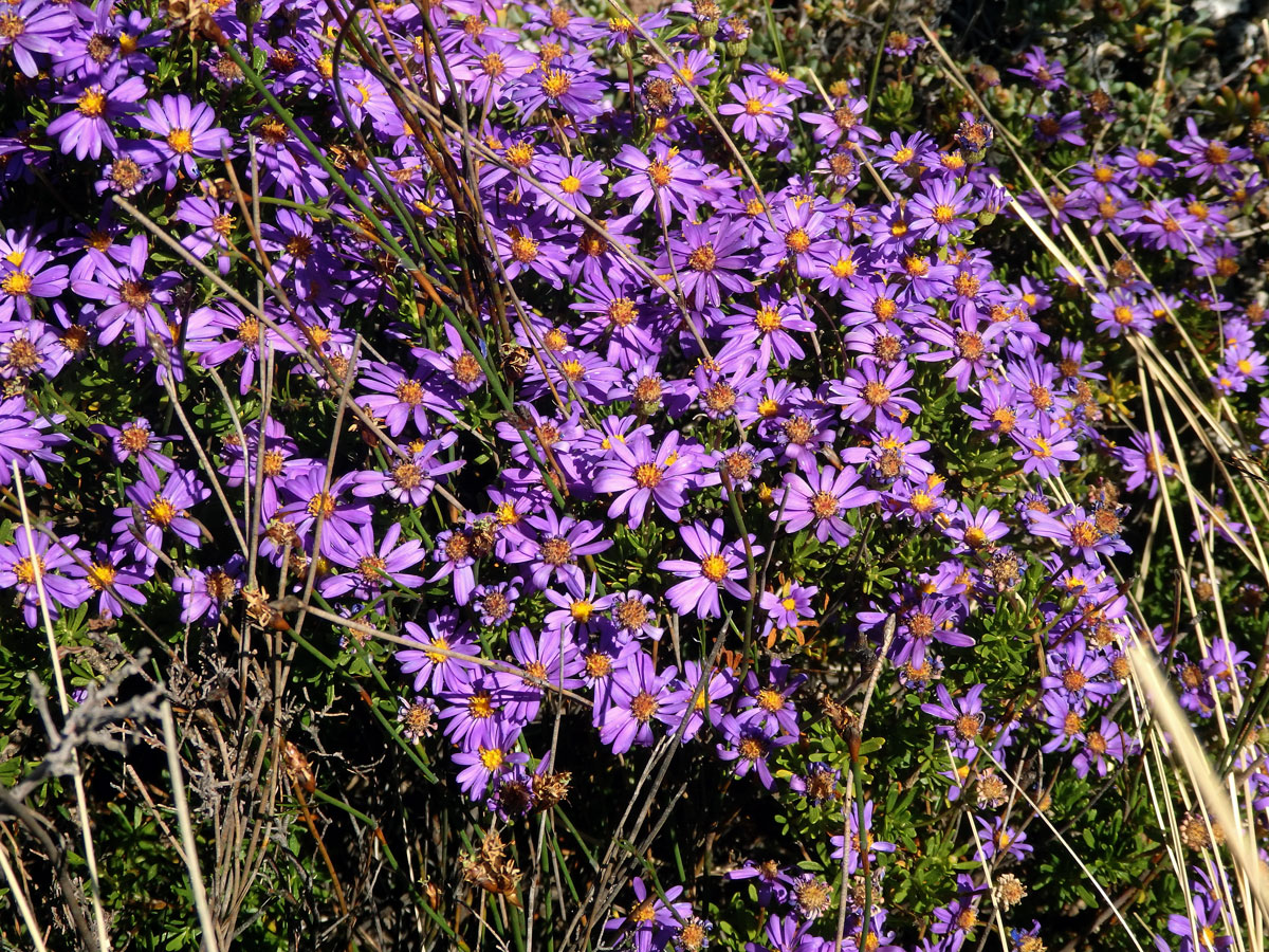 Felicia fruticosa (L.) G. Nicholson