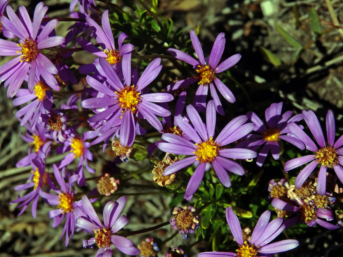 Felicia fruticosa (L.) G. Nicholson